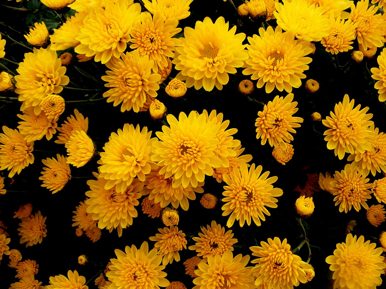 chrysanthemums flowers yellow free photo