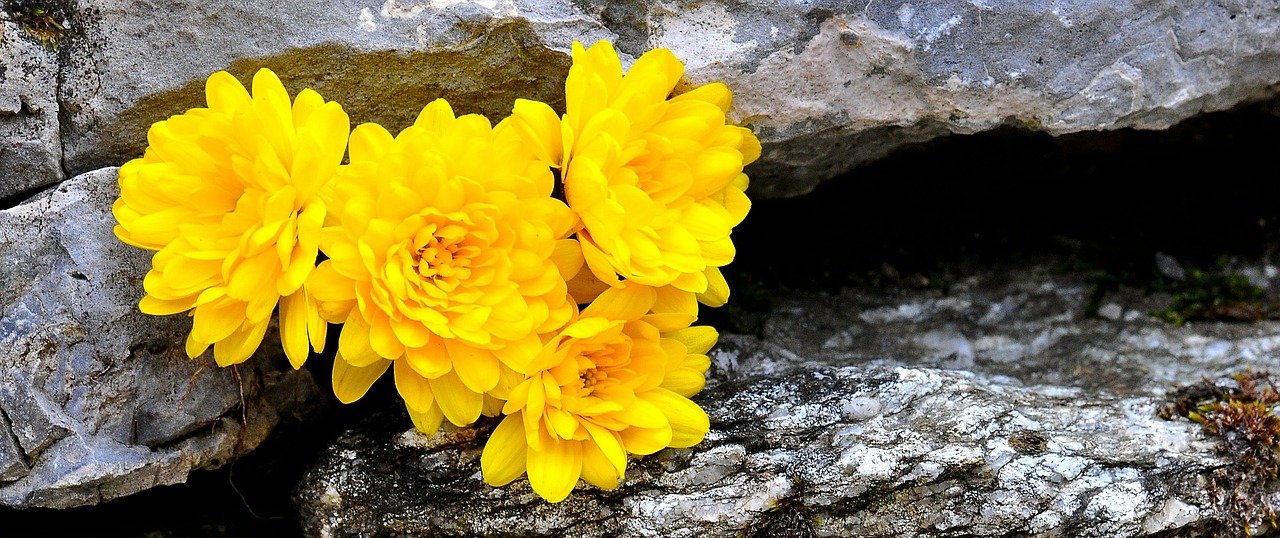 chrysanthemums flower flowers free photo