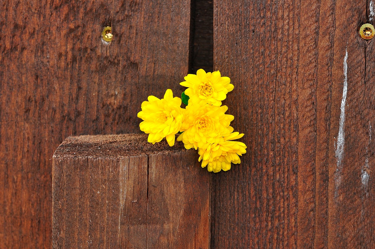 chrysanthemums flower flowers free photo