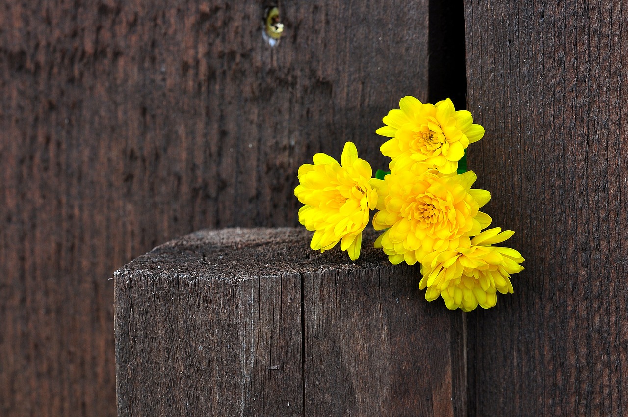 chrysanthemums flowers yellow free photo