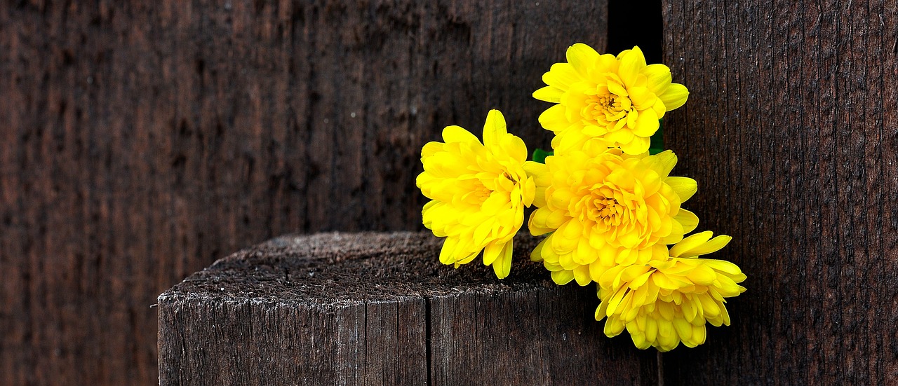 chrysanthemums flowers yellow free photo