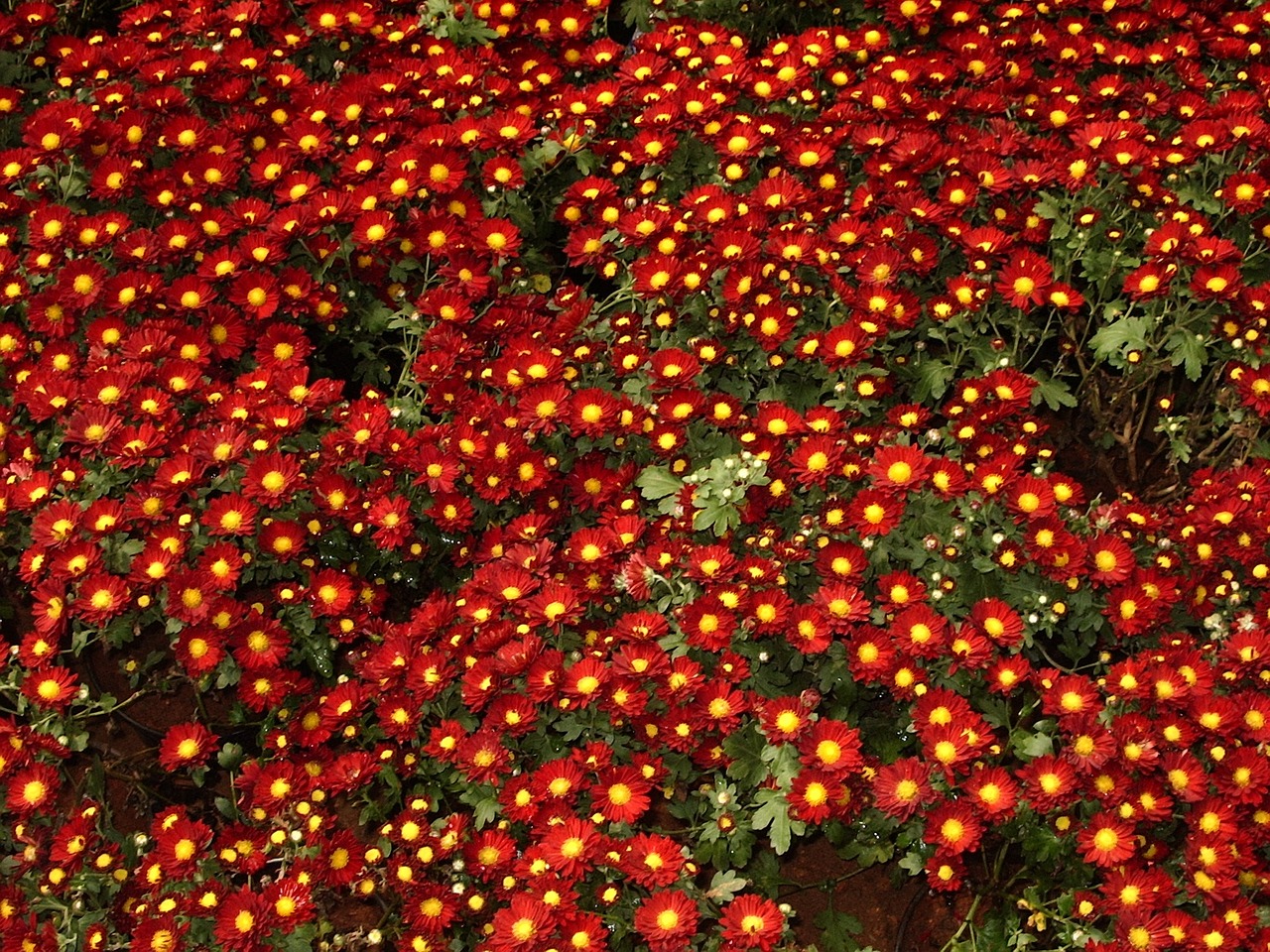 chrysanthemums flowers red free photo