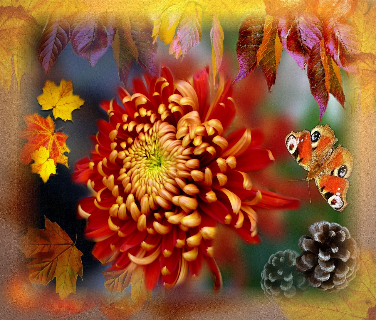 chrysnathemum autumn art collage free photo