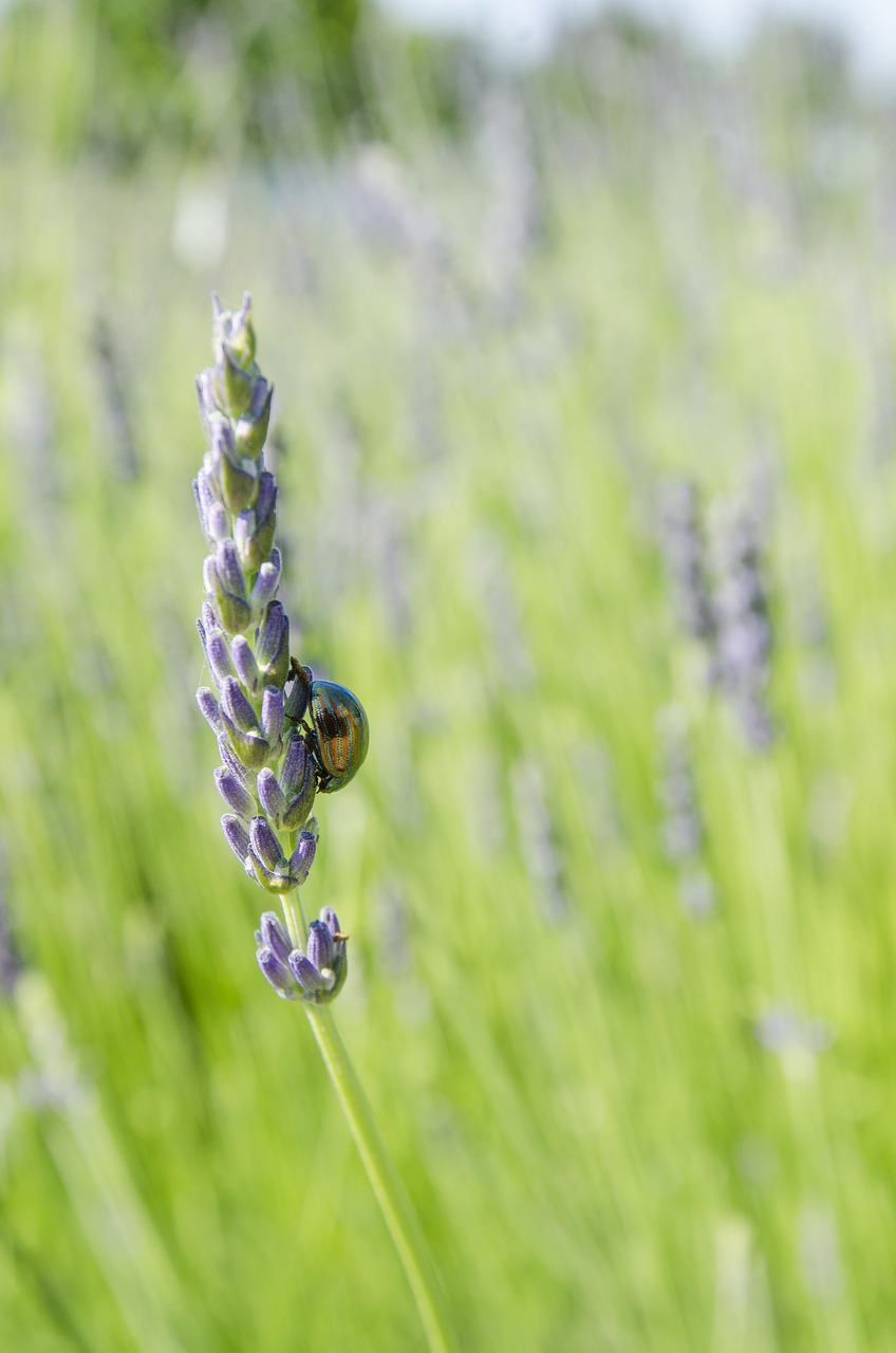 chrysolina americana rosemary beetle lavender free photo