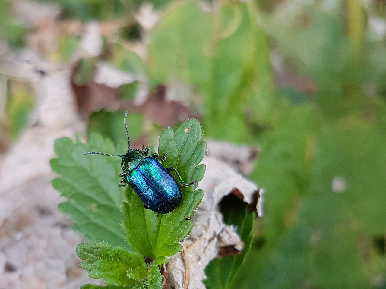 chrysolina coerulans sky-blue leaf beetle beetle free photo