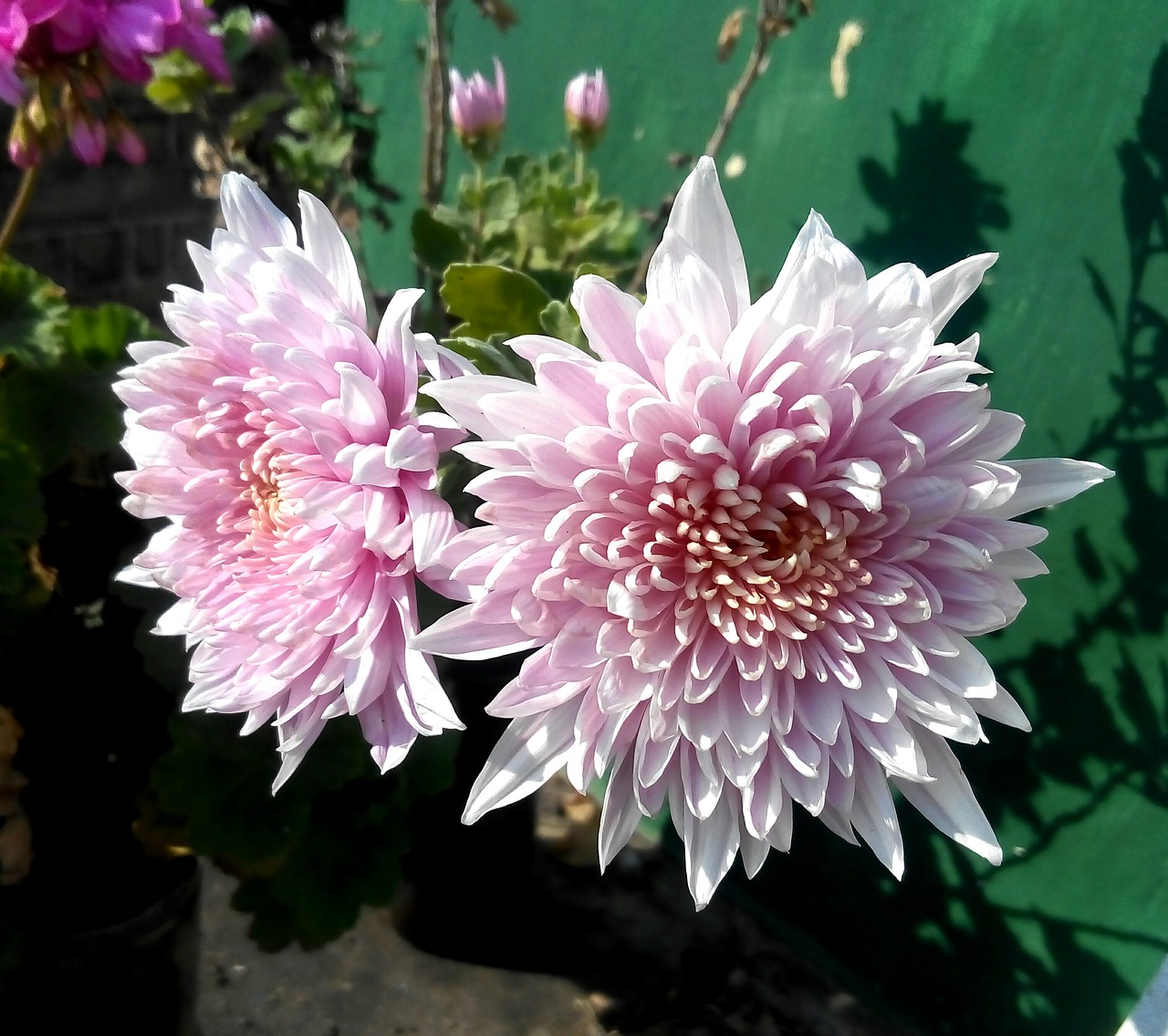 chrysthanemum flowers floral free photo