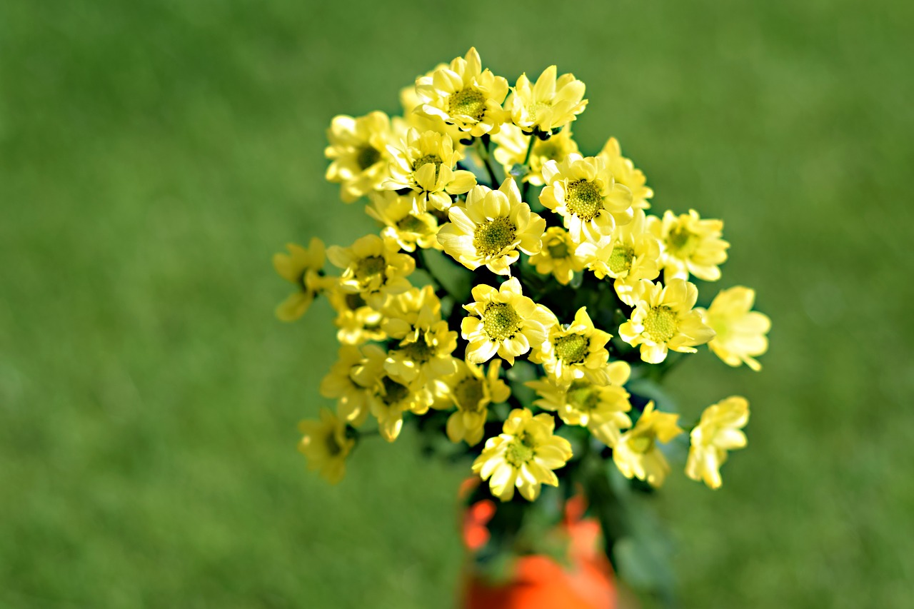 chryzantény  flowers  yellow flowers free photo