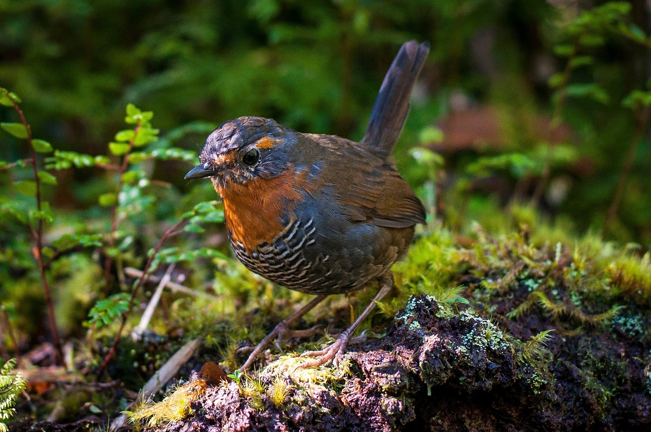 chucao  patagonia  nature free photo