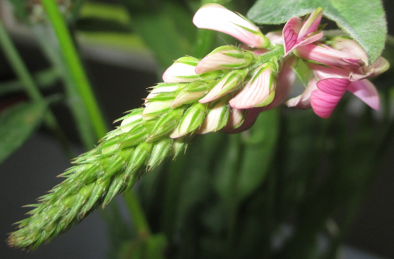 chuck sainfoin pointed flower flower free photo