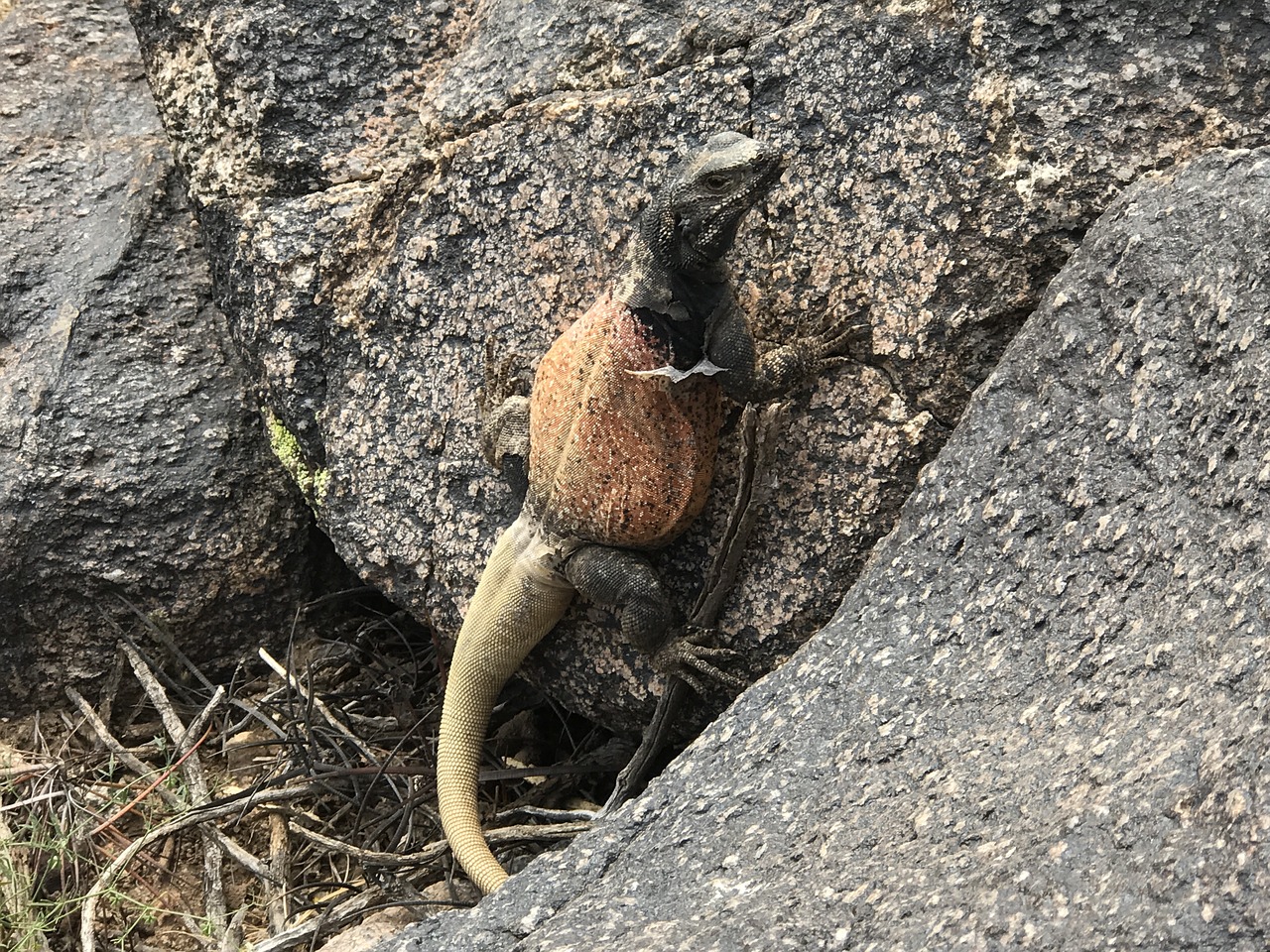 chuckwalla lizard desert free photo