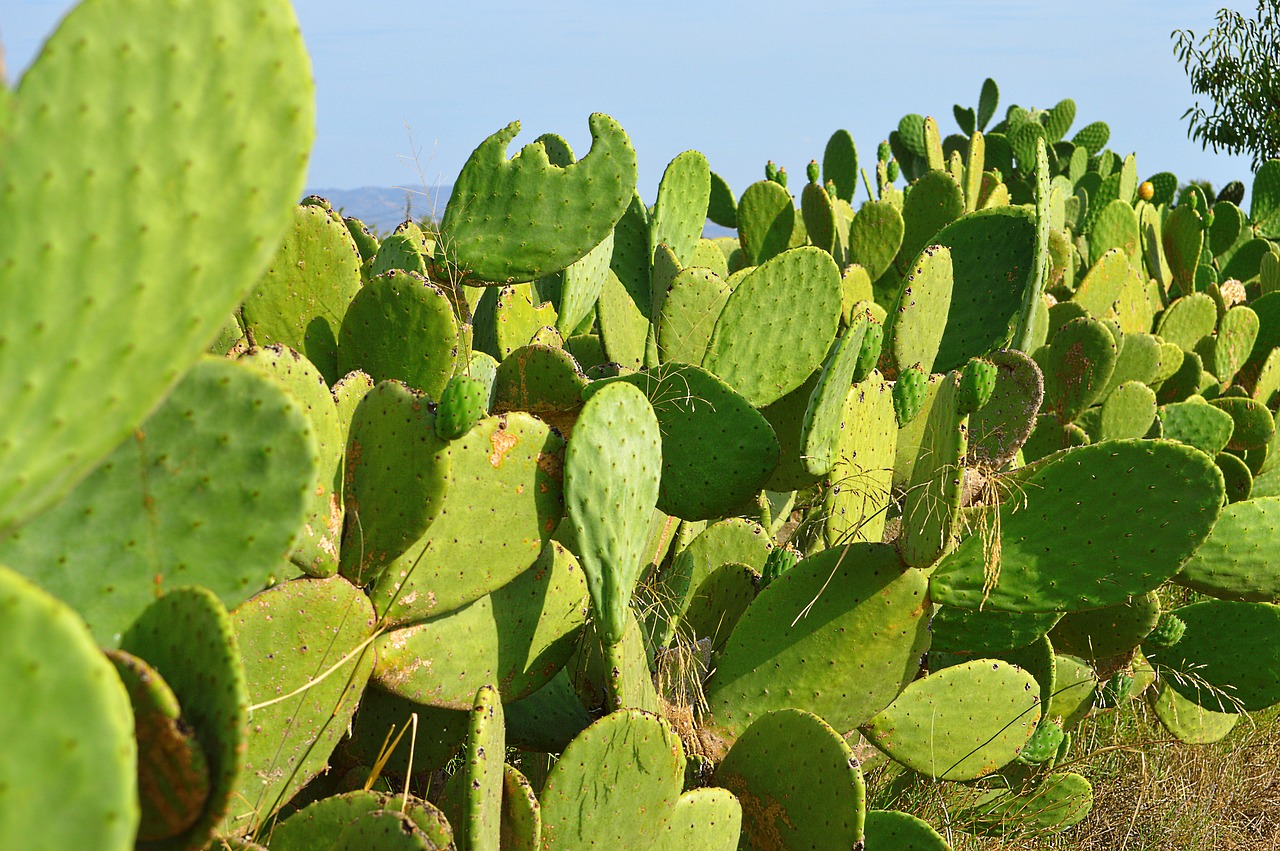 chumberas prickly pear cactus free photo