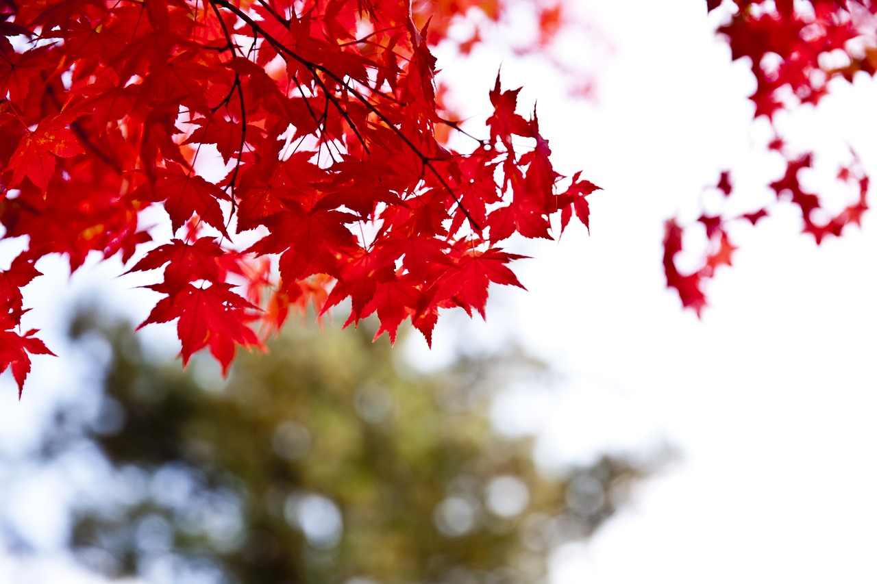 chuncheon nami autumn leaves free photo