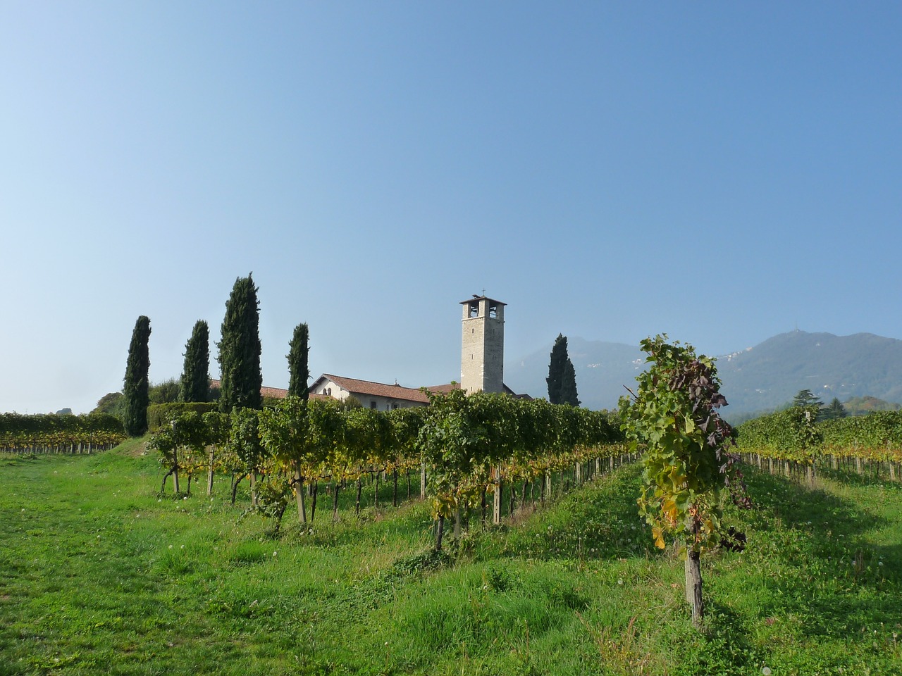 church vineyards bergamo free photo