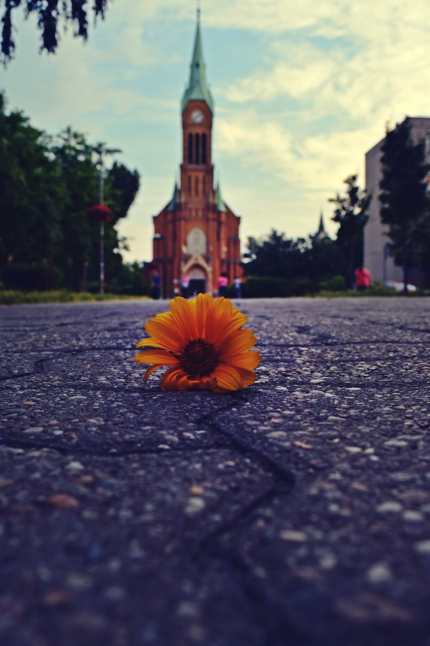 church flower square free photo