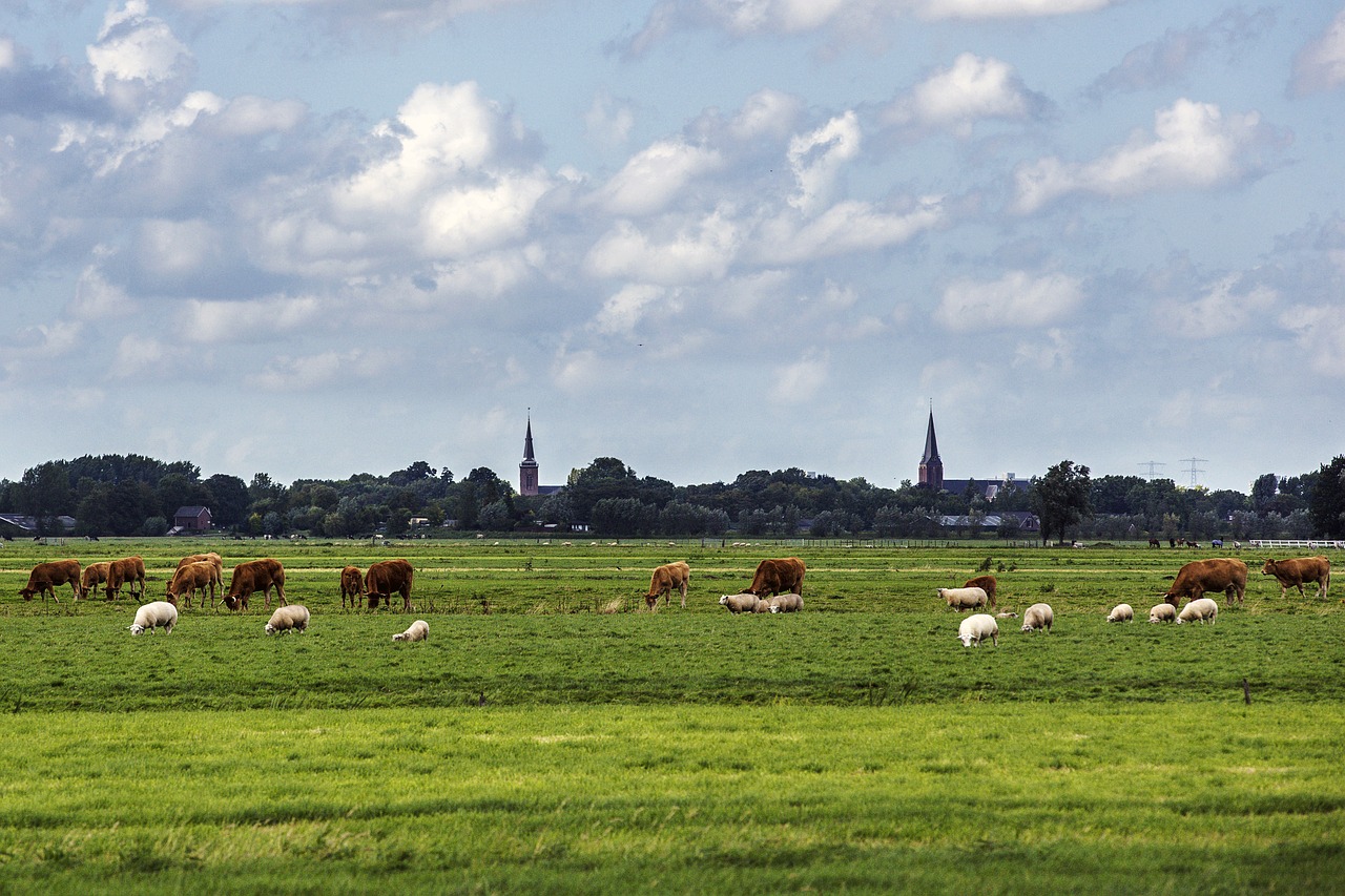 church  landscape  cows free photo