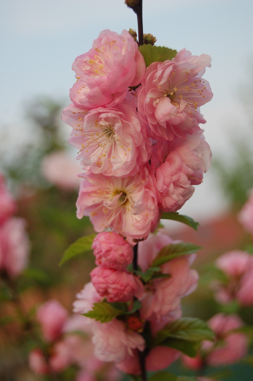 church flower  plant  tree free photo