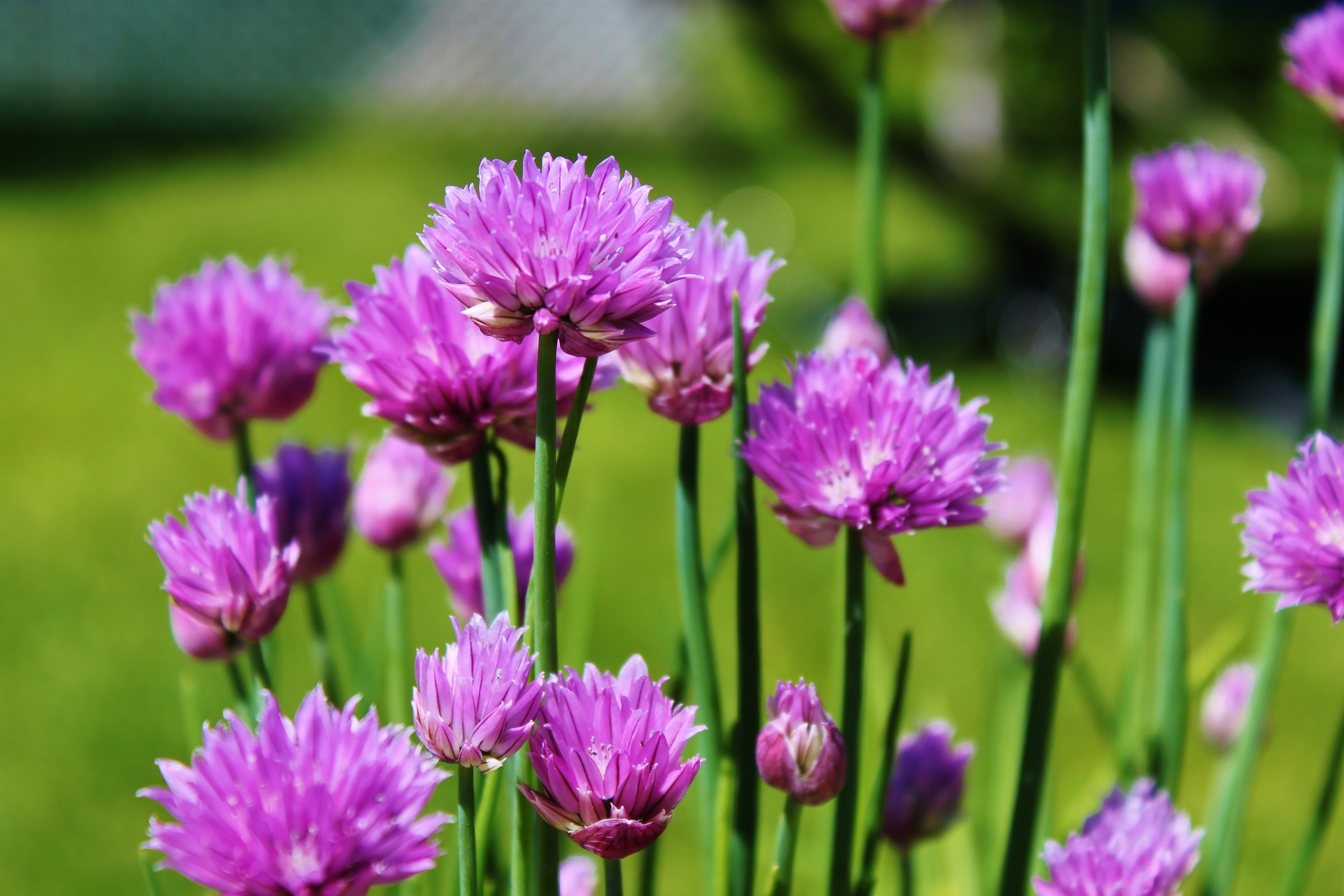 chives flower violet free photo