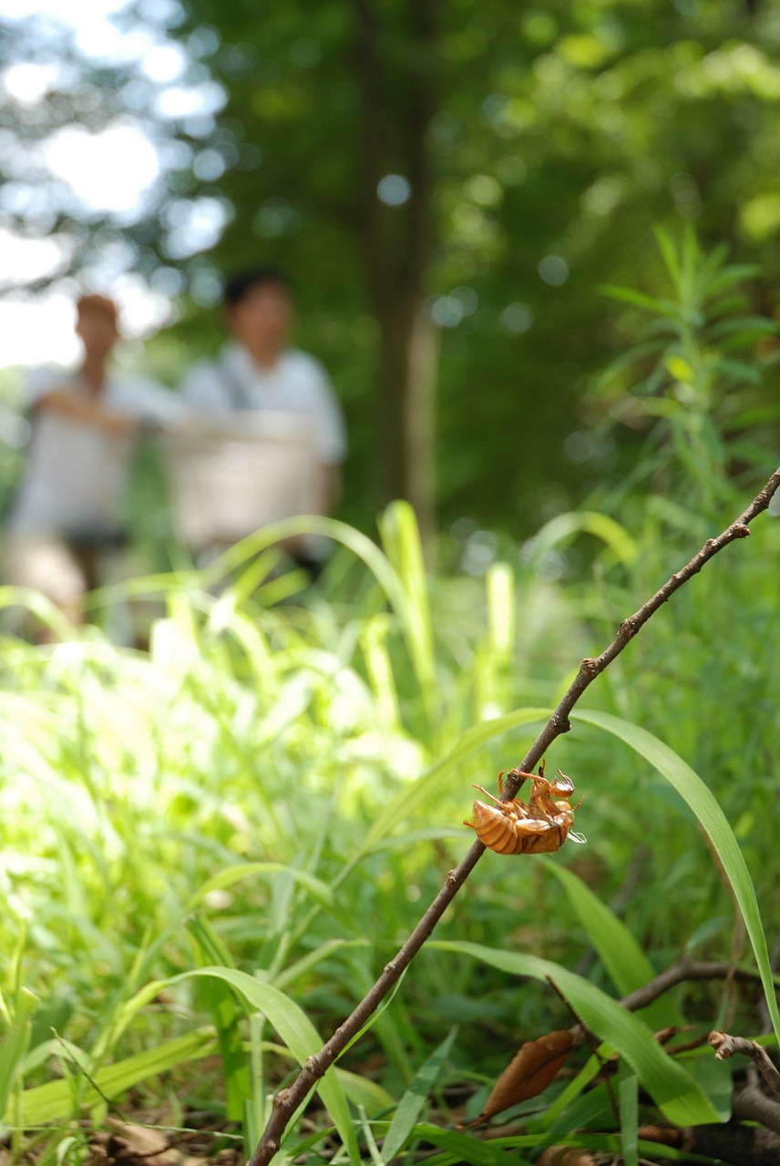 cicada shell twig free photo
