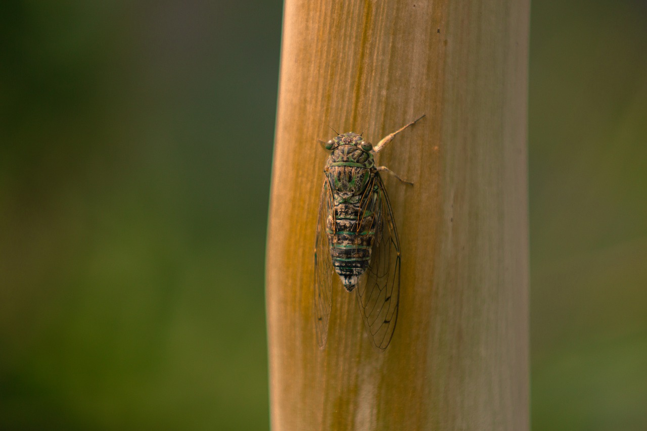 cicada insect summer free photo