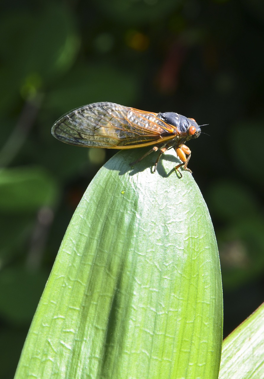 cicada nj cicada cicada on leaf free photo