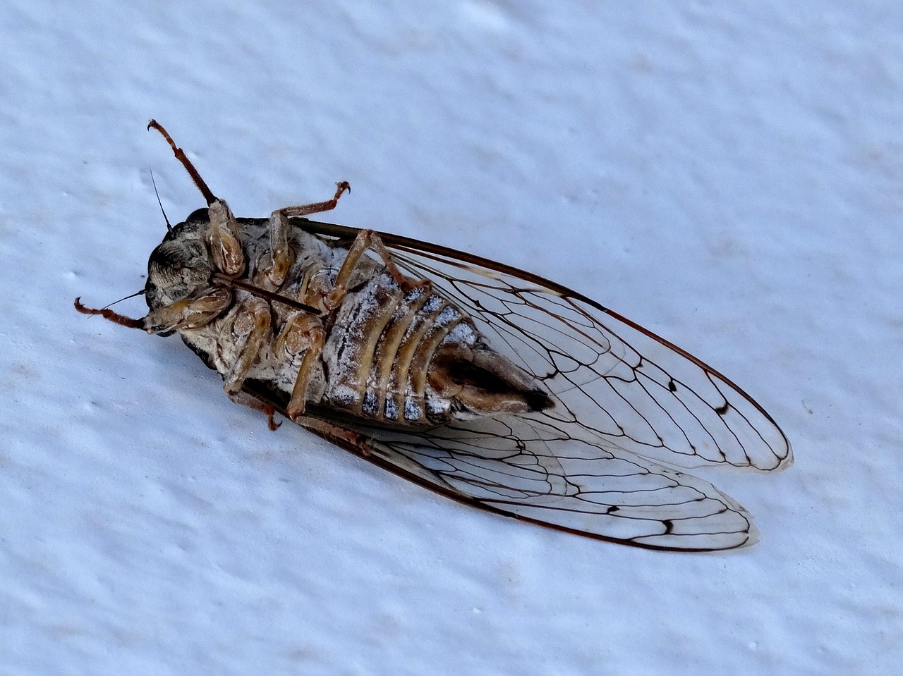 cicada dead insects free photo