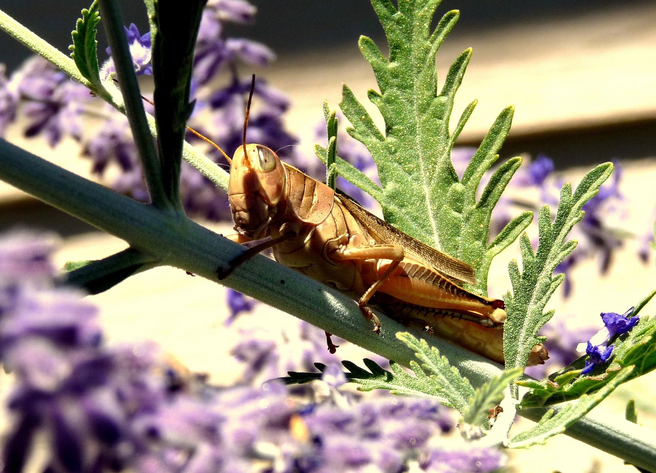 cicada cricket insect free photo