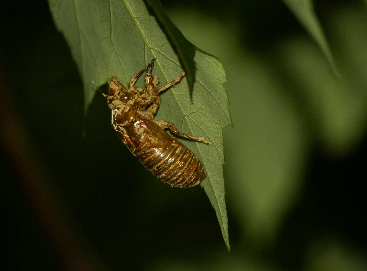 cicada cicadoidea insect free photo