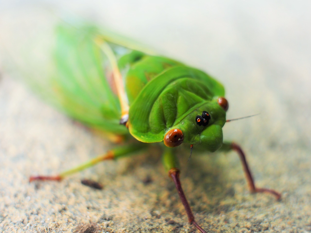 cicada green macro free photo