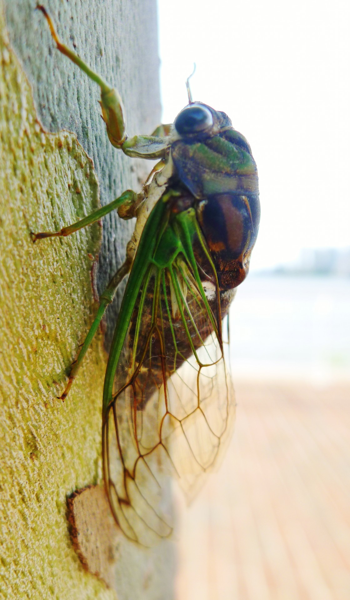 insect cicada dog day harvest fly free photo