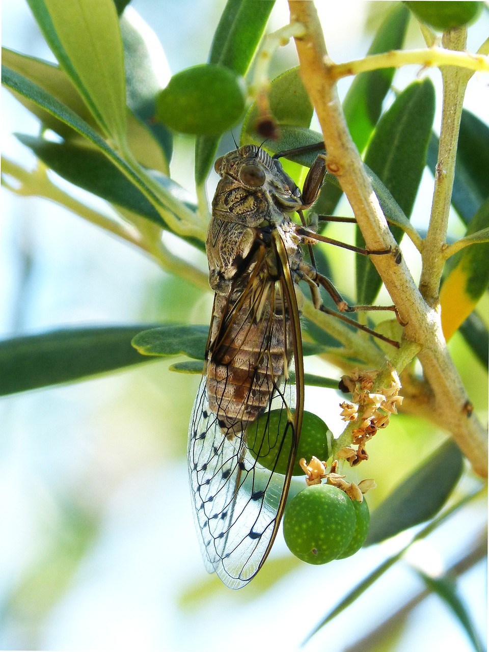 cicada insect summer cri-cri free photo