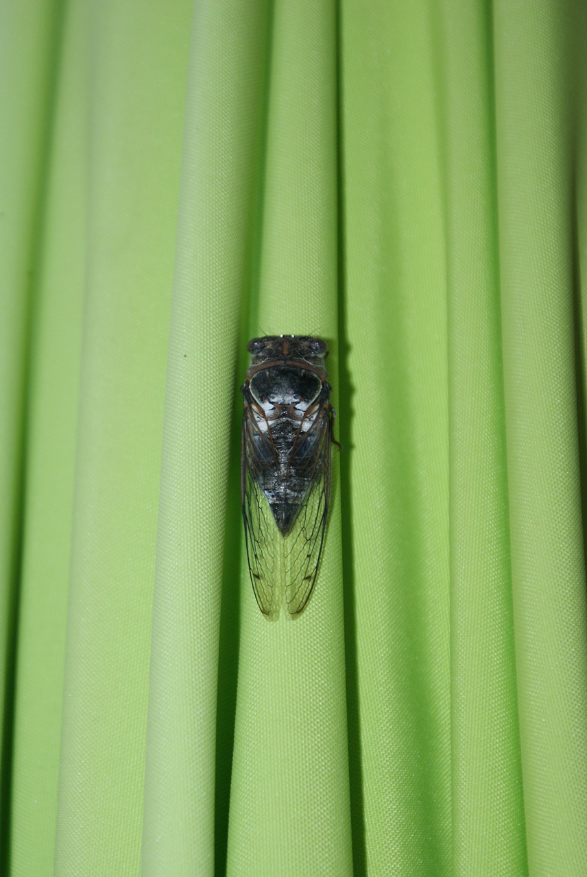 cicada parasol green free photo