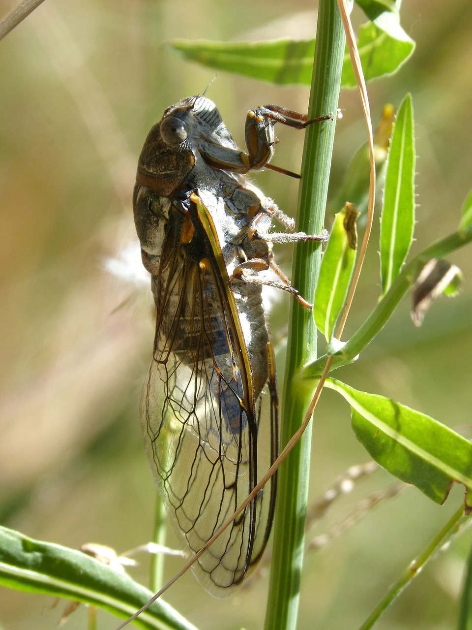 cicada i cicádido crayfish free photo