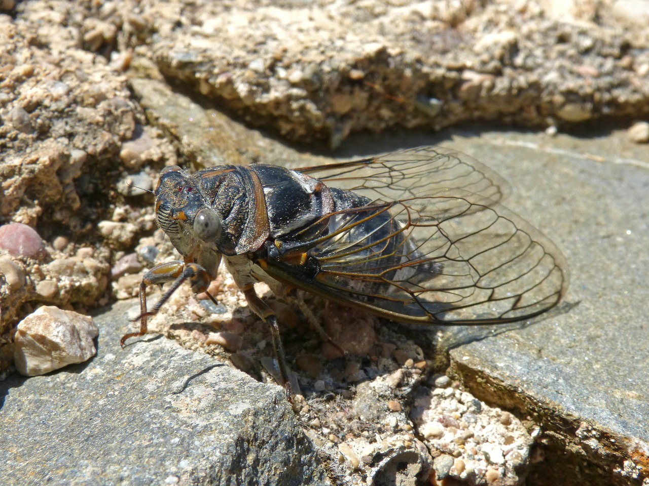 cicada i cicádido crayfish free photo