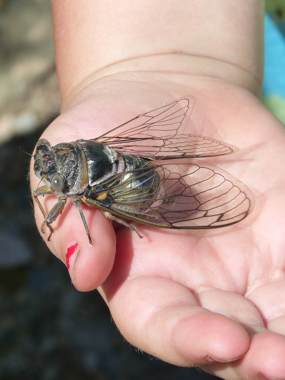 cicada i cicádido crayfish free photo