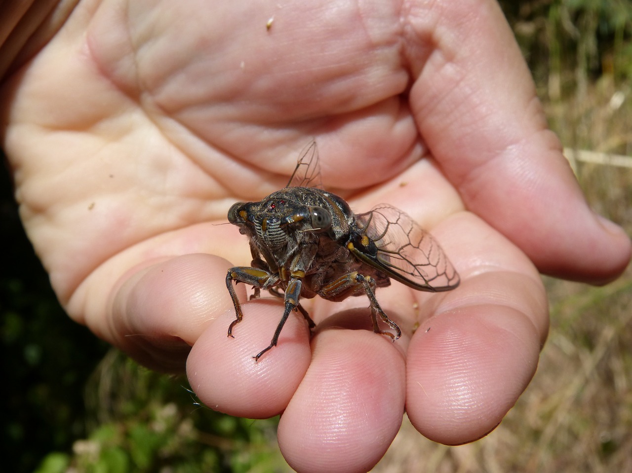 cicada i cicádido crayfish free photo