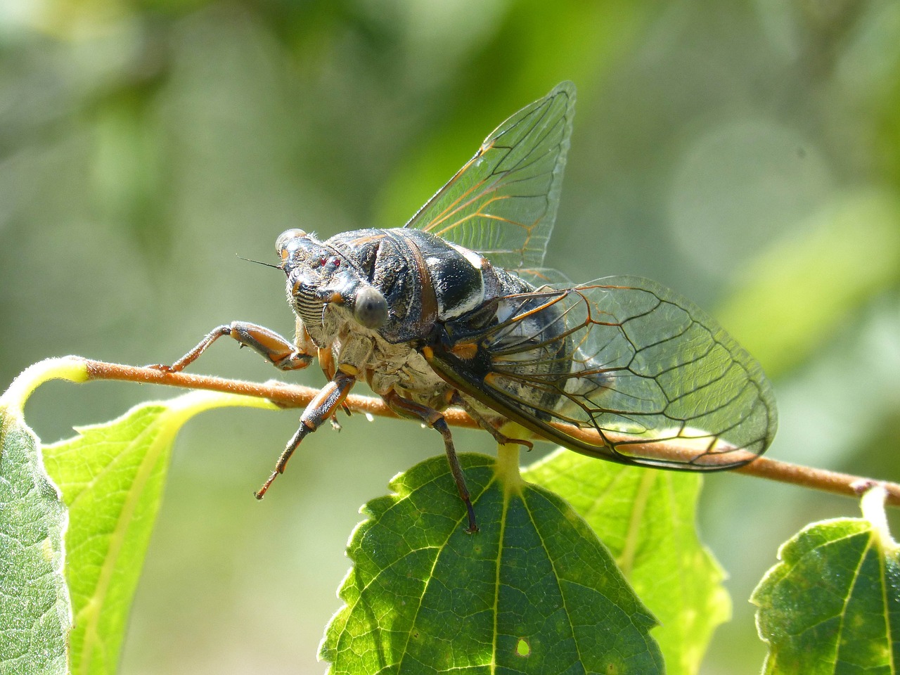 cicada i cicádido crayfish free photo