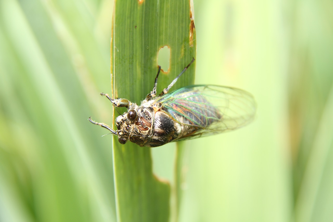 cicada macro garden free photo