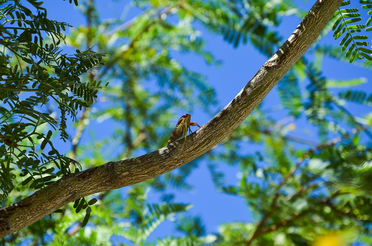 cicada insect dry free photo