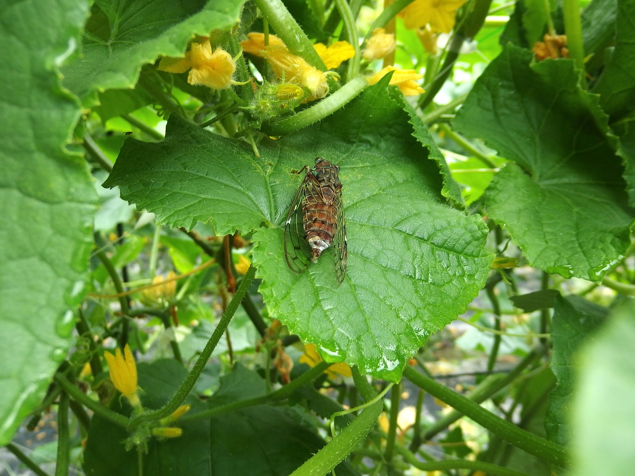 cicada higurashi insect free photo