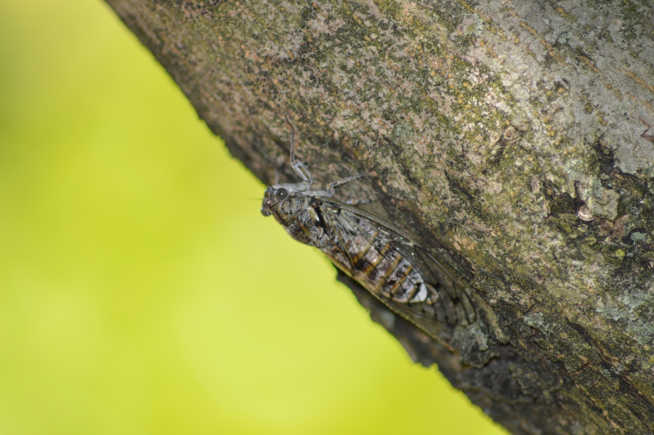 cicada insect nature free photo
