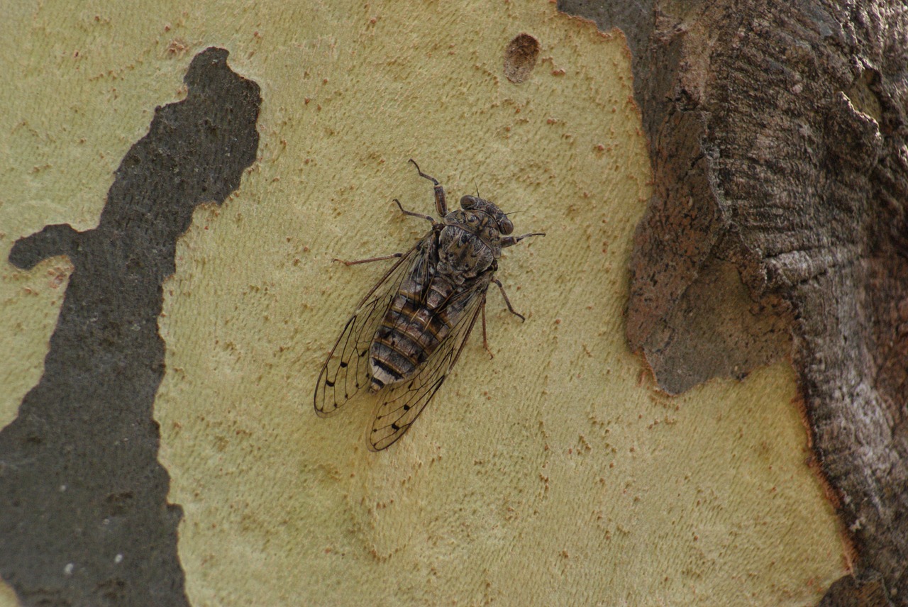 cicada provence insect free photo