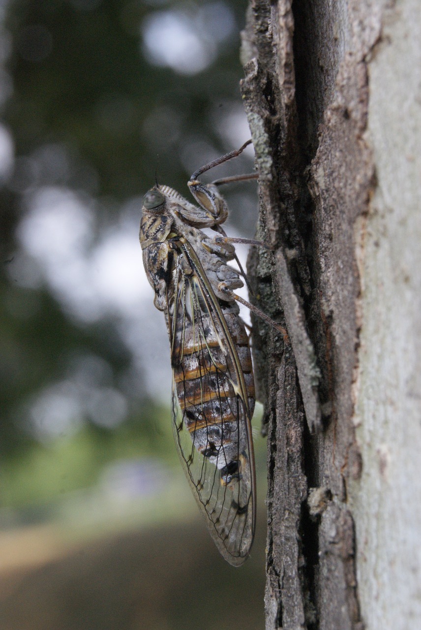 cicada provence profile free photo