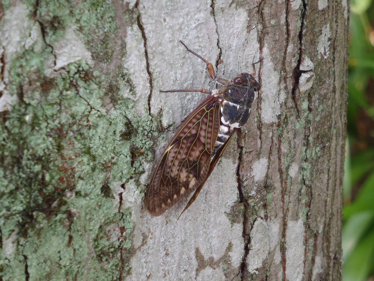 cicada short-lived intense heat free photo