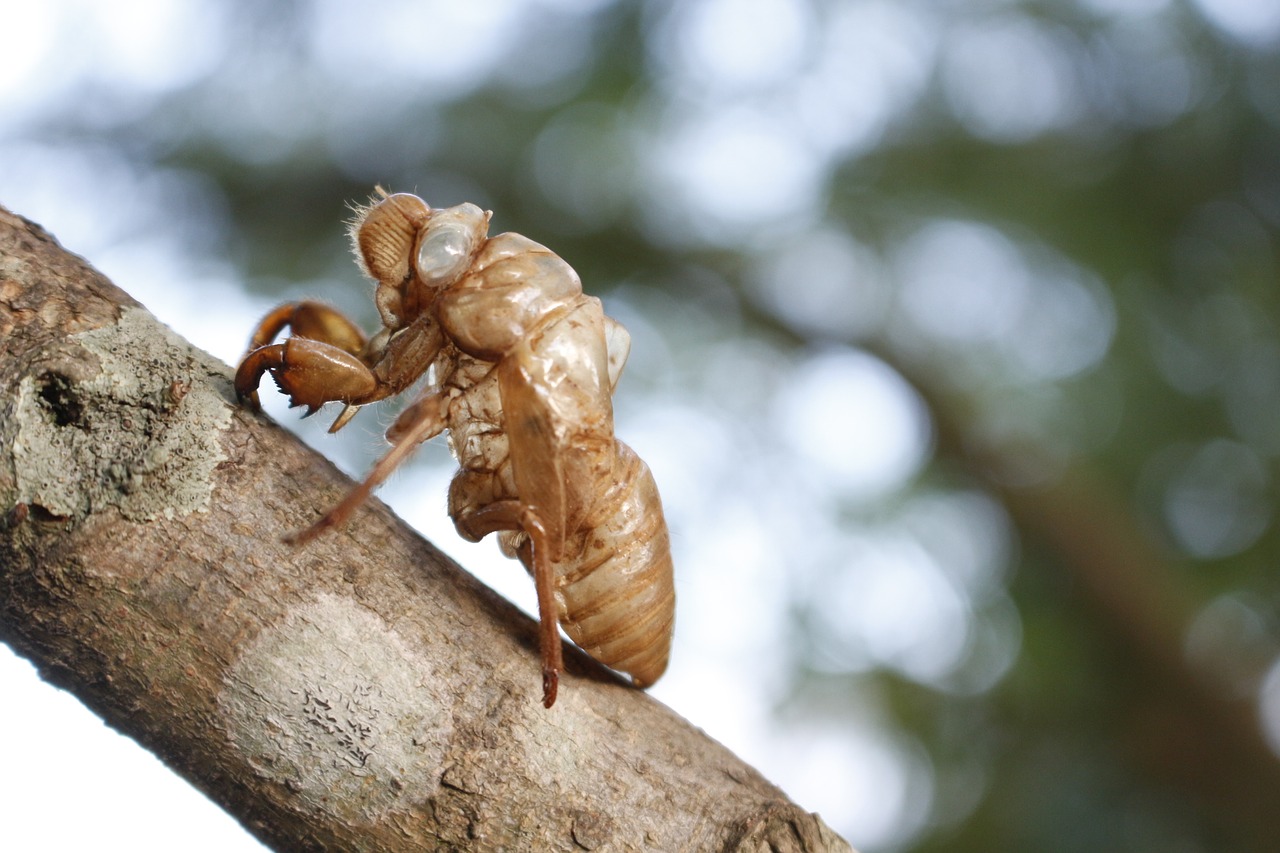 cicada cicada shell insects free photo