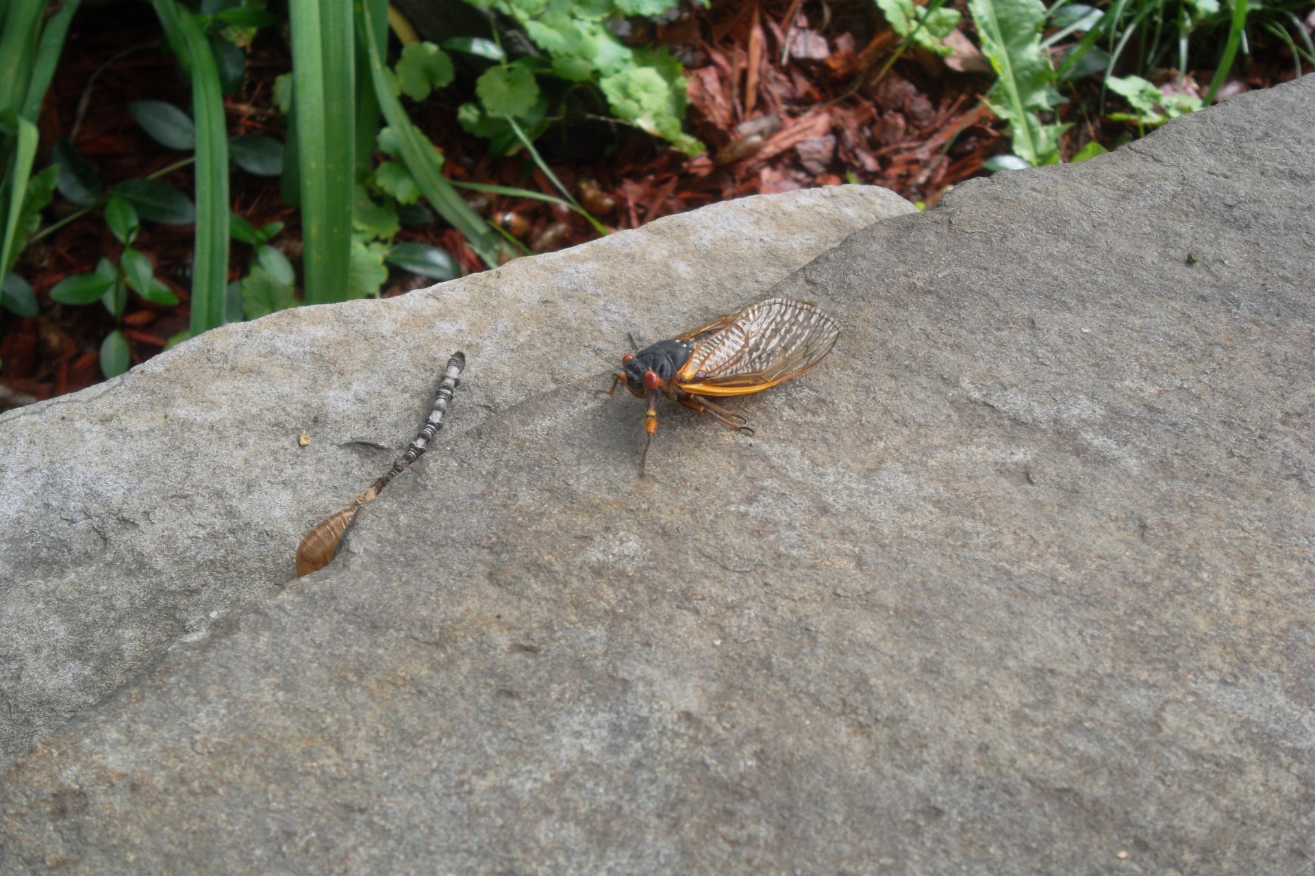 cicada wings red eyes free photo