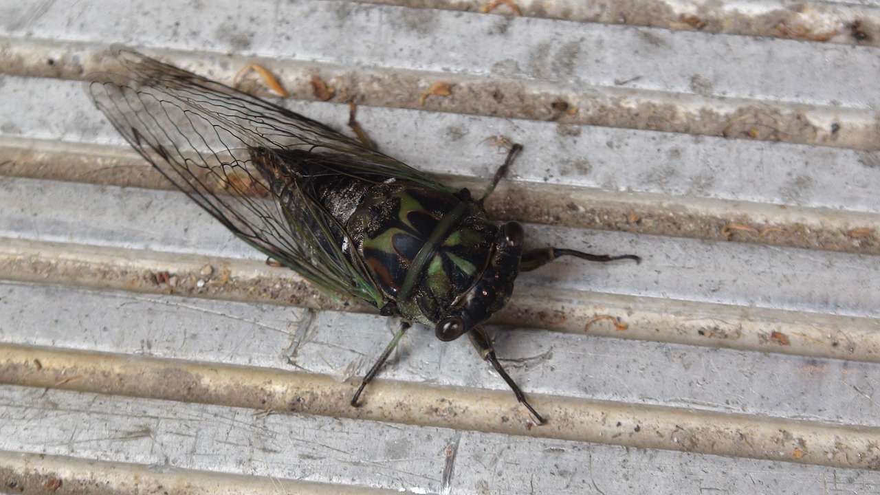cicada bug creepy free photo