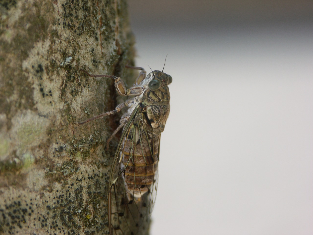 cicada insect according to free photo