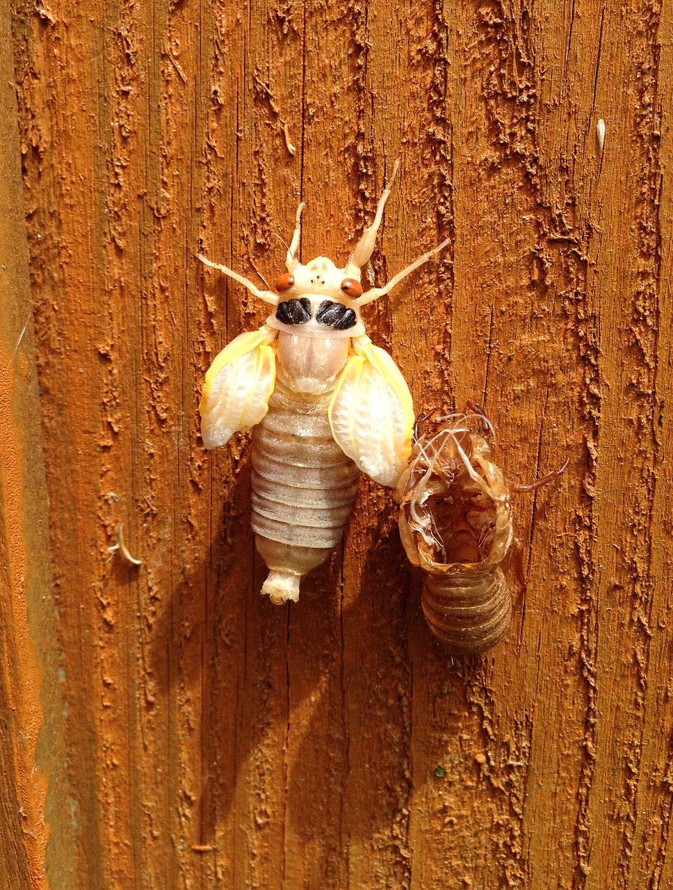 cicada molted shell free photo