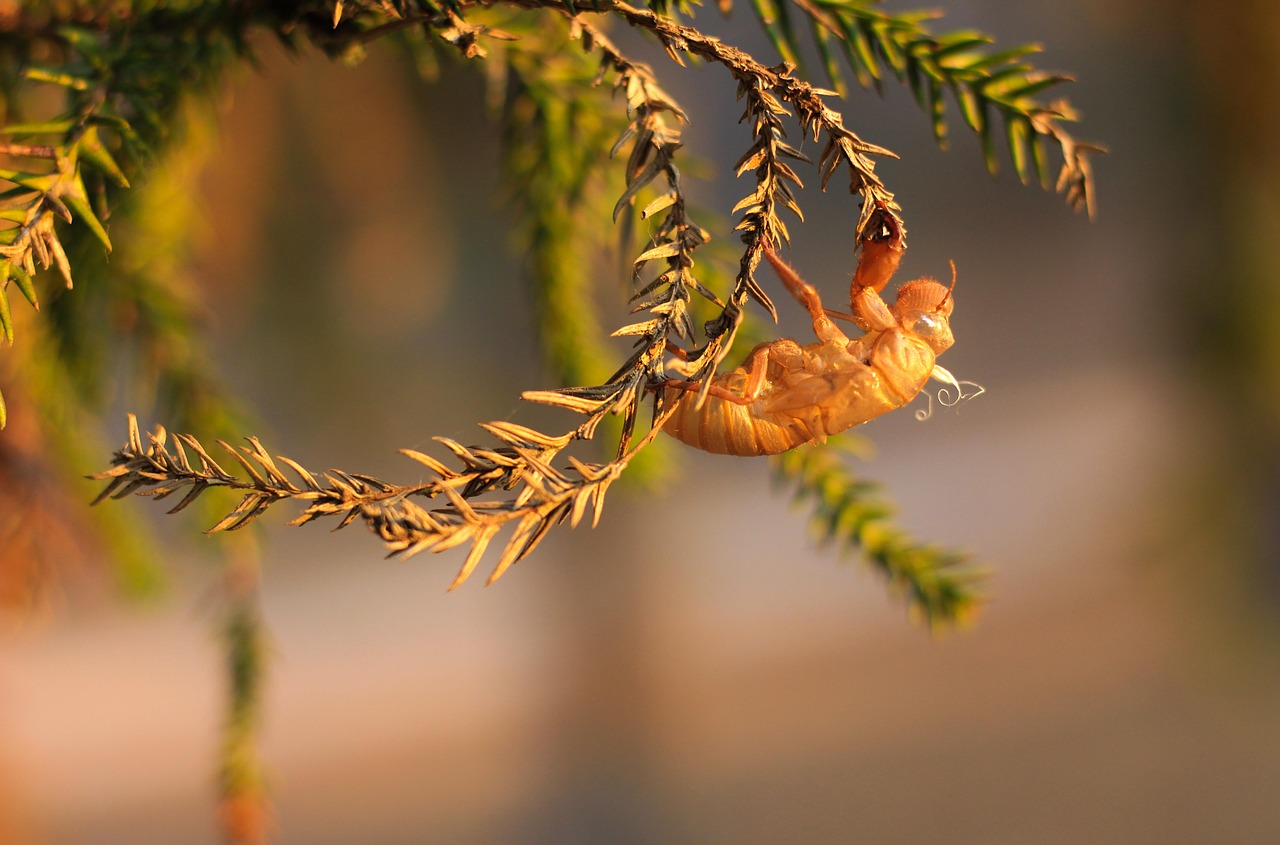 cicada molting nature free photo