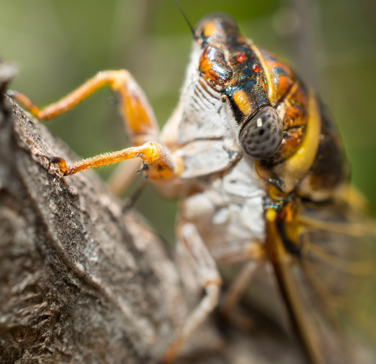 cicada tree insect free photo